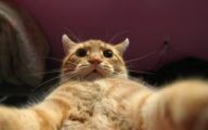 Funny Cat Selfies 9 Cool Hd Wallpaper