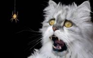 Funny Cats Being Scared 17 Free Hd Wallpaper