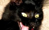 Funny Cats Being Scared 18 Background