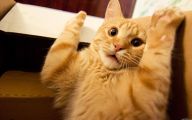 Funny Cats Being Scared 19 Cool Hd Wallpaper
