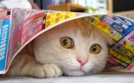 Funny Cats Being Scared 23 Cool Hd Wallpaper