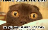 Funny Cats Being Scared 24 Background Wallpaper