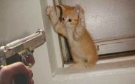 Funny Cats Being Scared 5 Widescreen Wallpaper