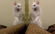 Funny Cats Being Scared 9 Wide Wallpaper
