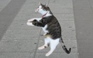 Funny Cats Dancing 1 Background