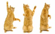 Funny Cats Dancing 15 High Resolution Wallpaper