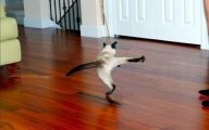 Funny Cats Dancing 2 Free Wallpaper