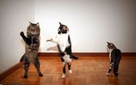 Funny Cats Dancing 4 Free Hd Wallpaper