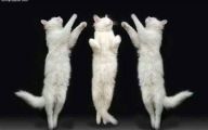 Funny Cats Dancing 8 Background