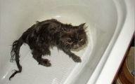 Funny Cats In Water  1 High Resolution Wallpaper