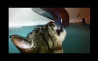 Funny Cats In Water  16 Desktop Wallpaper