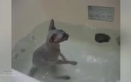 Funny Cats In Water  17 Cool Wallpaper