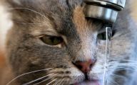 Funny Cats In Water  21 Hd Wallpaper