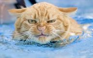 Funny Cats In Water  22 Free Hd Wallpaper
