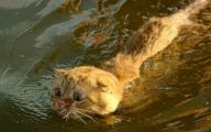 Funny Cats In Water  24 Hd Wallpaper