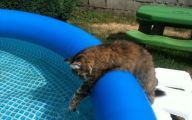 Funny Cats In Water  25 Hd Wallpaper