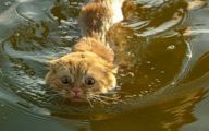 Funny Cats In Water  27 Cool Hd Wallpaper