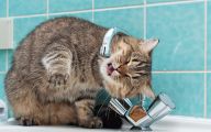 Funny Cats In Water  28 Widescreen Wallpaper