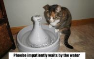 Funny Cats In Water  29 Background Wallpaper