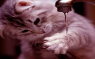 Funny Cats In Water  32 Cool Hd Wallpaper