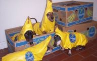 Funny Costume For Dogs 11 Cool Wallpaper