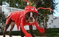 Funny Costume For Dogs 36 Wide Wallpaper