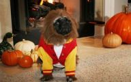 Funny Costume For Dogs 37 Cool Hd Wallpaper