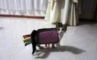  Funny Costumes For Cats 16 Hd Wallpaper
