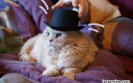  Funny Costumes For Cats 22 Free Hd Wallpaper
