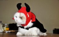  Funny Costumes For Cats 25 High Resolution Wallpaper