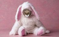  Funny Costumes For Cats 27 High Resolution Wallpaper