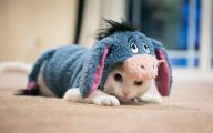 Funny Costumes For Cats 3 Wide Wallpaper