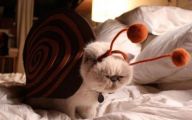  Funny Costumes For Cats 5 High Resolution Wallpaper