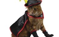  Funny Costumes For Cats 7 High Resolution Wallpaper