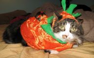 Funny Costumes For Cats 9 Widescreen Wallpaper
