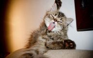 Funny Cute Cats  44 Desktop Wallpaper