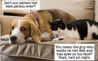 Funny Dogs And Cats Living Together 17 Free Wallpaper
