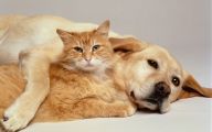 Funny Dogs And Cats Living Together 27 Hd Wallpaper