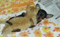 Funny Dogs And Cats Living Together 6 Cool Wallpaper