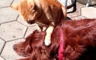 Funny Dogs Annoying Cats 1 High Resolution Wallpaper