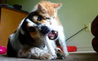 Funny Dogs Annoying Cats 5 Desktop Wallpaper