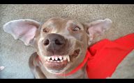 Funny Dogs Barking 22 Cool Hd Wallpaper