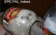 Funny Fails Animals 12 Background Wallpaper
