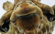 Funny Selfies With Animals 16 Background Wallpaper