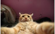 Funny Selfies With Animals 5 Cool Hd Wallpaper