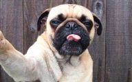 Funny Selfies With Animals 6 Desktop Wallpaper