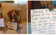 Funny Signs Around Dog's Neck 19 Desktop Wallpaper
