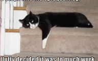 Epic Funny Cat Fails 10 Background Wallpaper