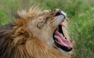 Funny African Animals 51 Free Hd Wallpaper