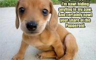 Funny And Cute Dog Pictures 49 Desktop Wallpaper